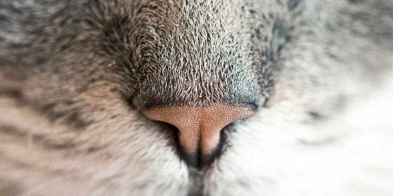 雷朋LED50：重塑商业与室内照明新标杆的智慧之选