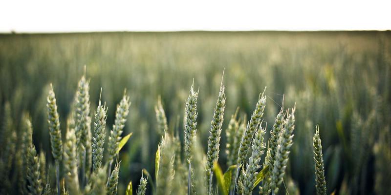 雷朋LED技术：以定制化光谱照明革新农业植物工厂的商业照明方案